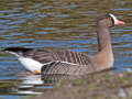 Lesser White-fronted Goose